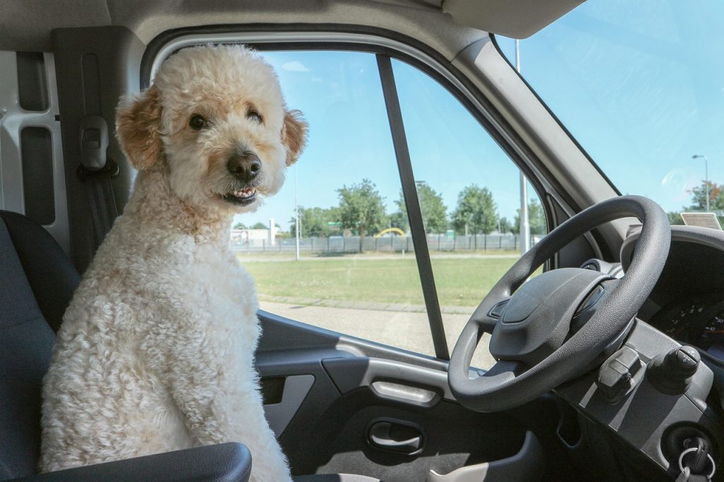This image shows a fluffy white poodle sitting in the driver’s seat of a vehicle, looking toward the camera as if ready to drive.